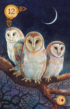 Three owls on a branch with a dark background and number 12 above.