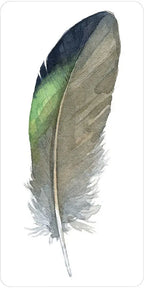 Colorful feather on a white background