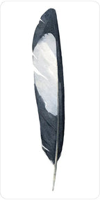 Black and white feather on a white background
