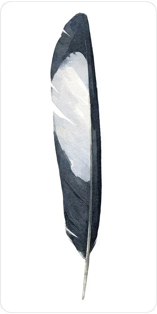 Black and white feather on a white background