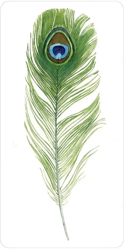 Illustration of a peacock feather on a white background
