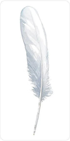 White feather on a white background