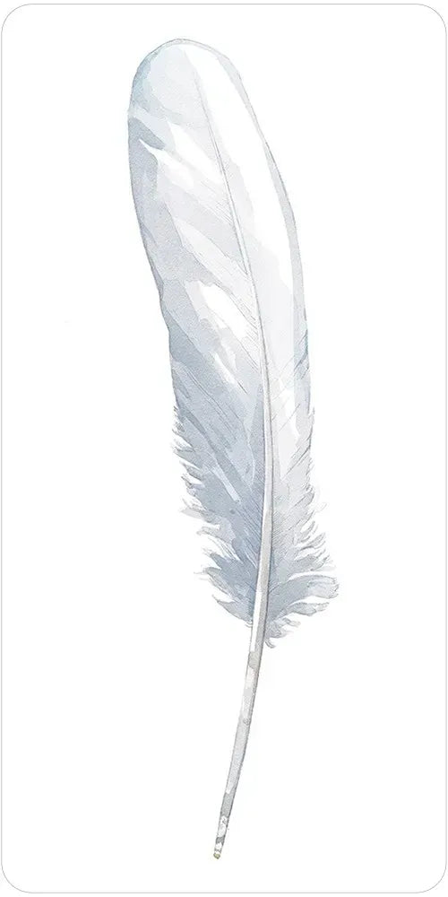 White feather on a white background