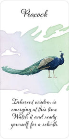 Peacock illustration with a quote on a white background