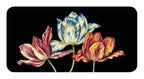 Three colorful tulips on a black background