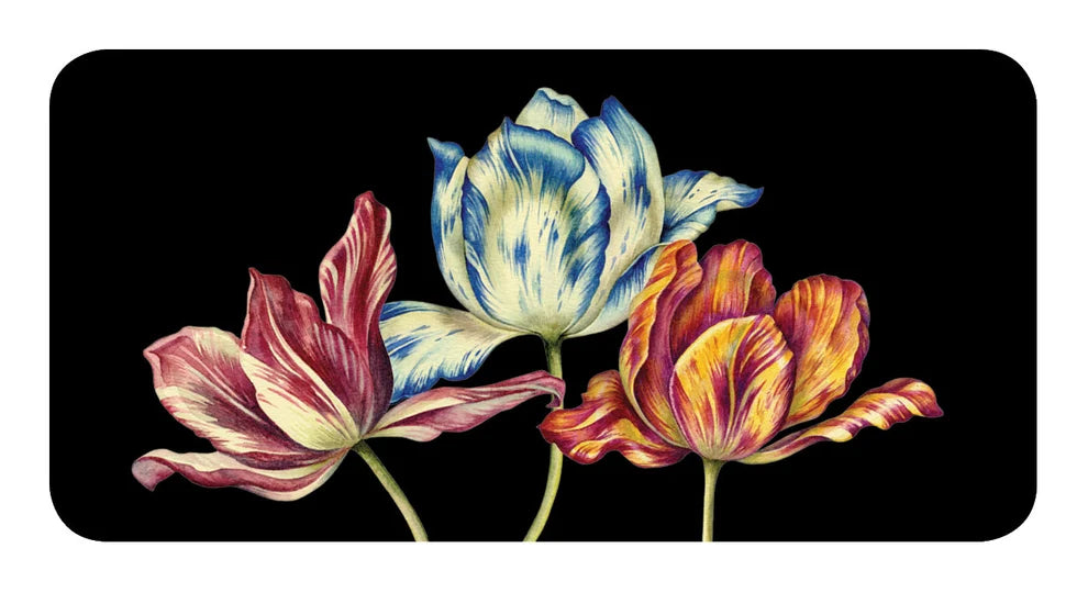Three colorful tulips on a black background