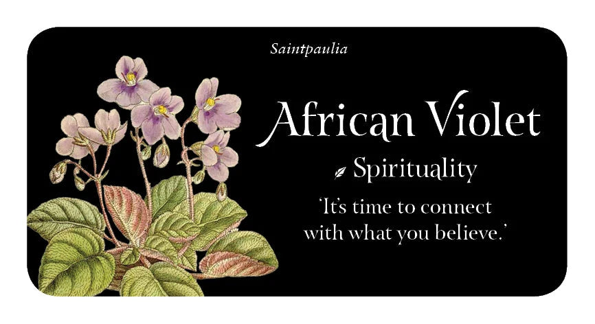African Violet illustration with text on a black background