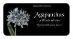 Card with Agapanthus africanus flowers and text on a black background