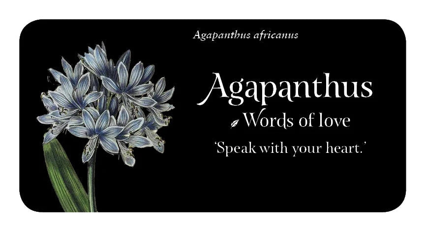 Card with Agapanthus africanus flowers and text on a black background