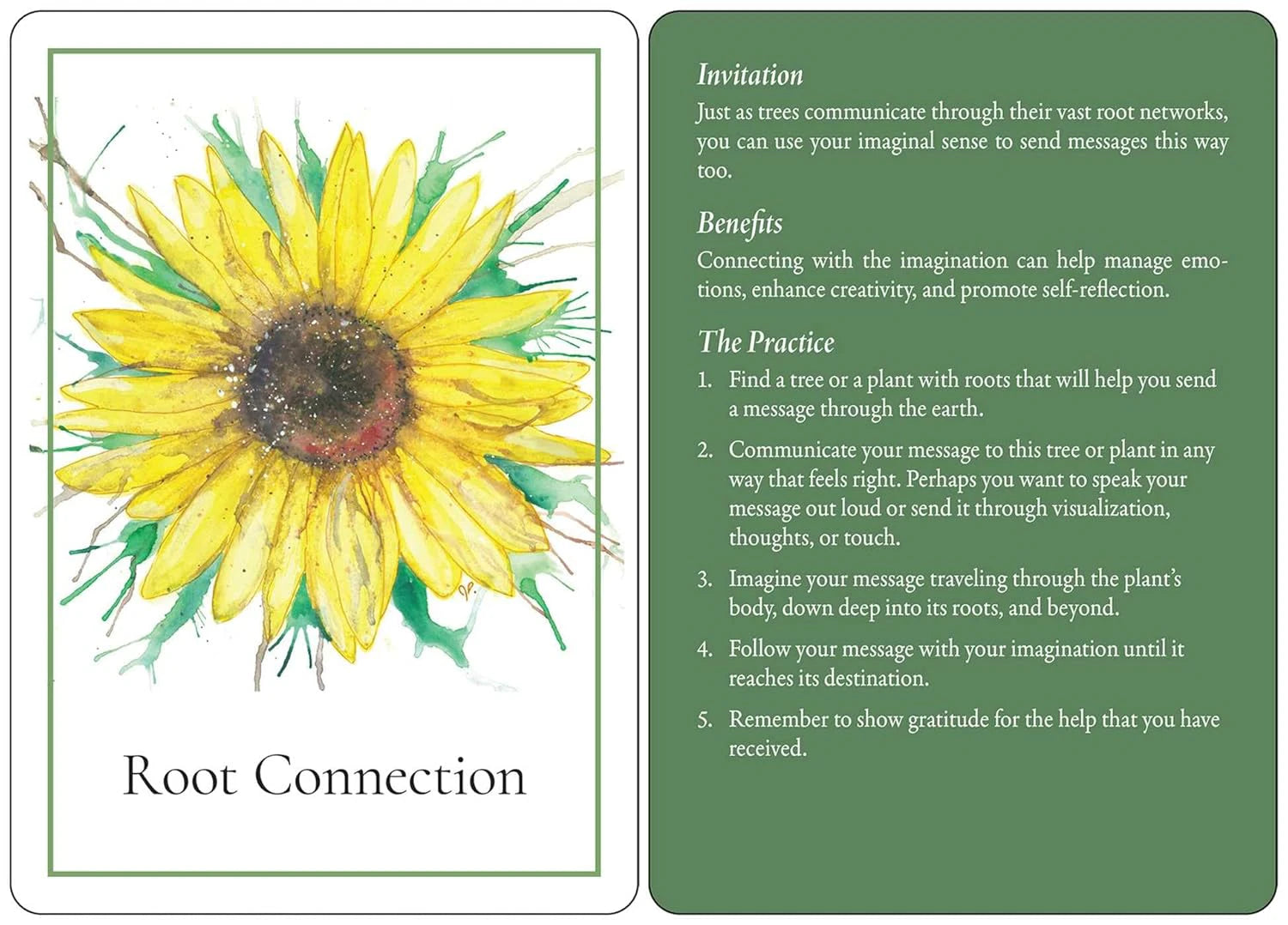 An Invitation to Forest Bathing