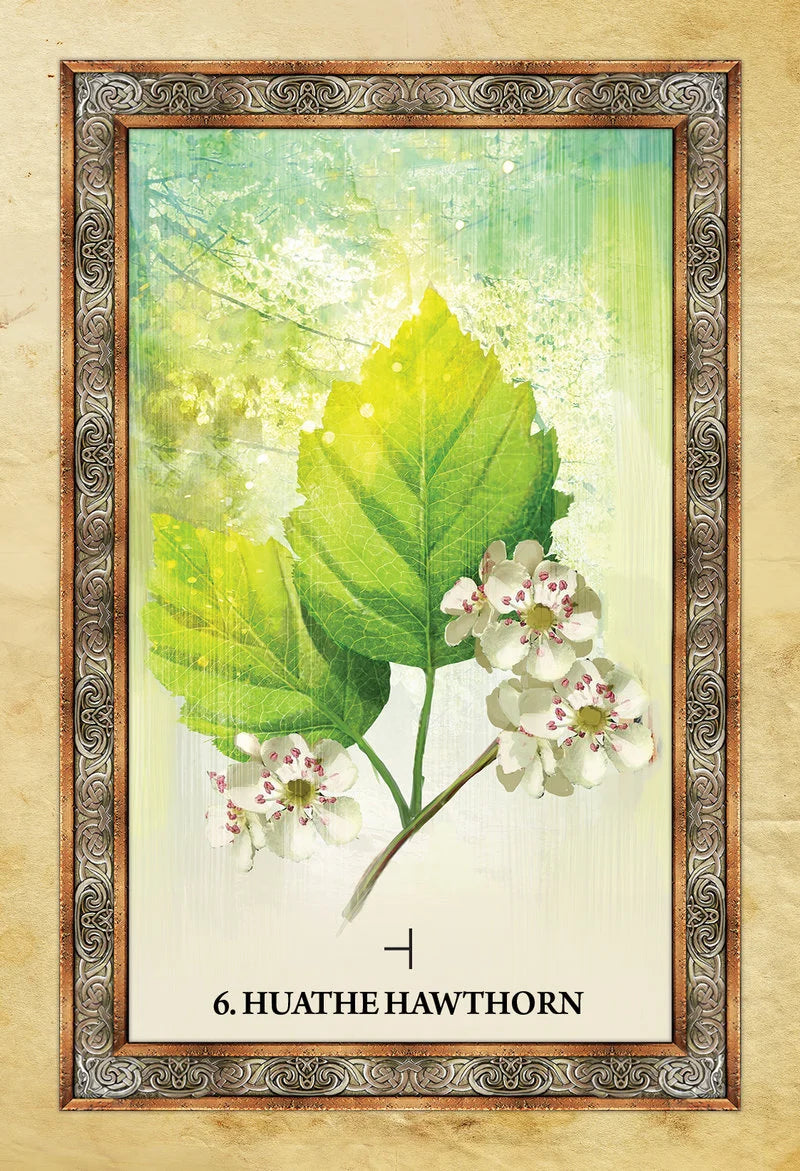 Framed artwork of green leaves and white flowers with '6. Huathe Hawthorn' text on a beige background