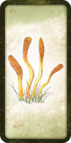 Illustration of three orange plant-like structures on a textured beige background