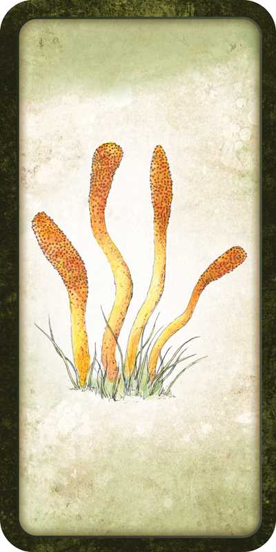 Illustration of three orange plant-like structures on a textured beige background