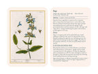Illustration of a plant with accompanying text on a white background