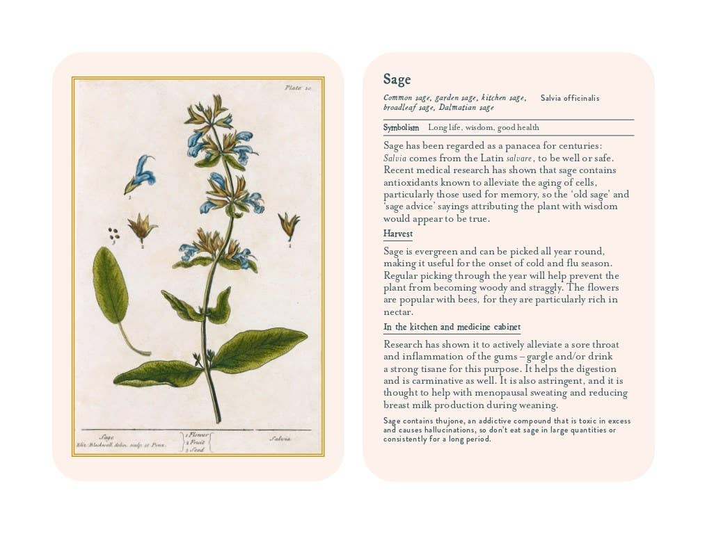 Illustration of a plant with accompanying text on a white background