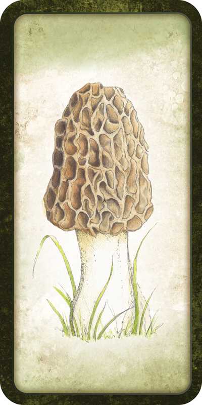 Illustration of a morel mushroom on a textured background