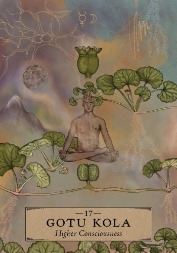 Illustration of a person meditating with Gotu Kola plants, labeled '17 Gotu Kola Higher Consciousness'.