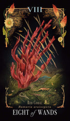 Tarot card featuring red coral with floral elements and text 'Eight of Wands' on a dark background