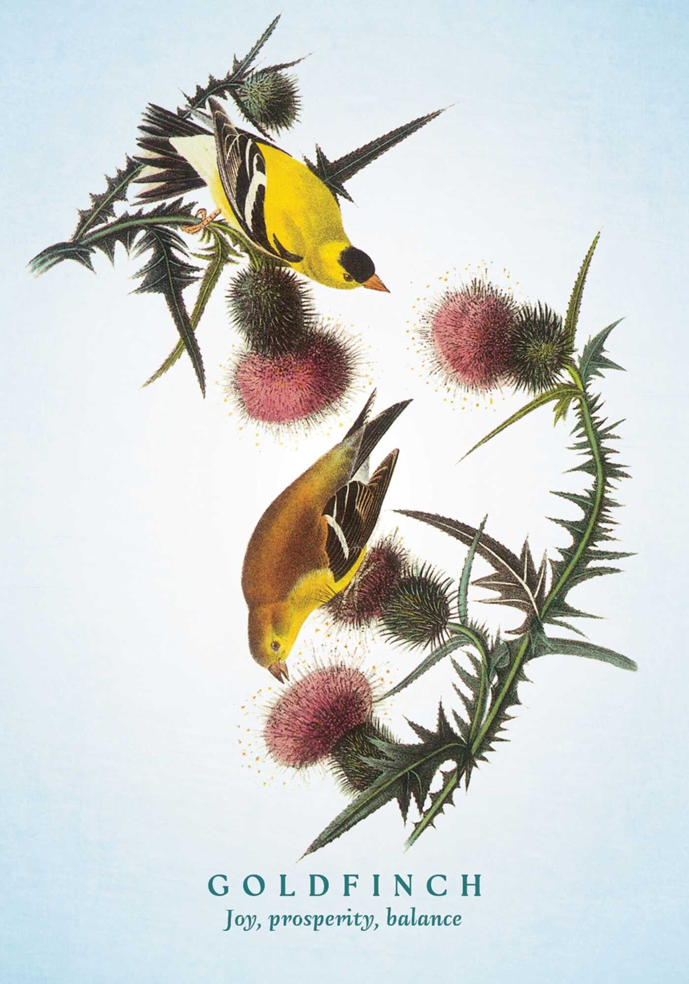 Spiritual Meaning of Birds Oracle Deck By Arin Murphy-Hiscock