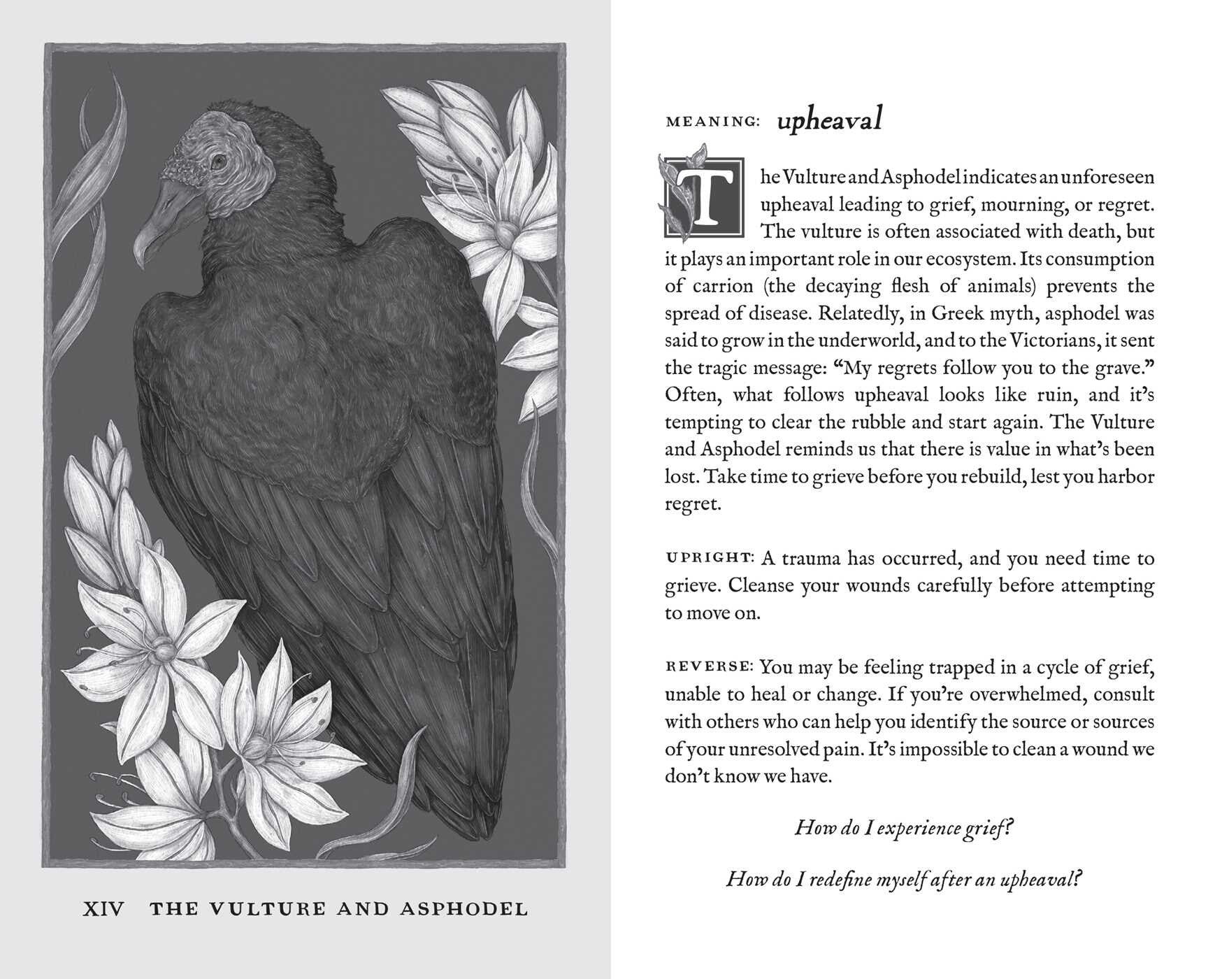 Illustration of a vulture with asphodel flowers and text on a white background